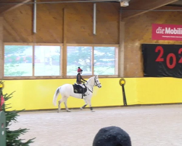 Reitturnier Dielsdorf 2024