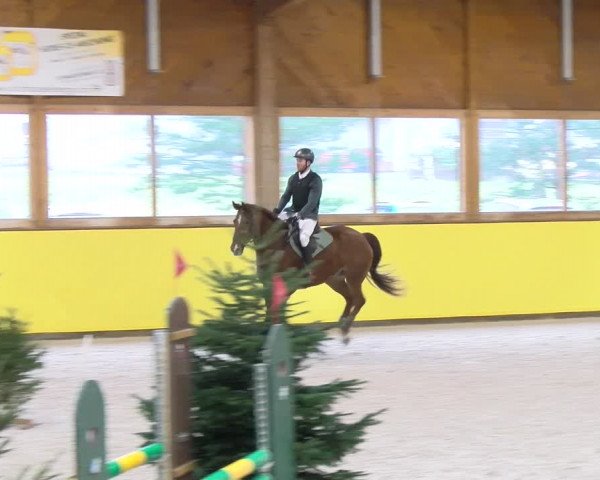 Reitturnier Dielsdorf 2024