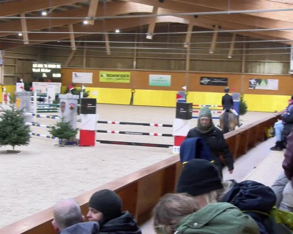 Reitturnier Dielsdorf 2024