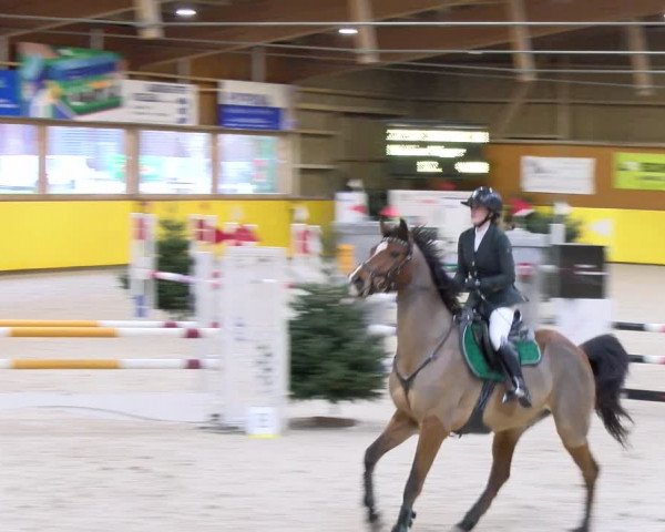 Reitturnier Dielsdorf 2024