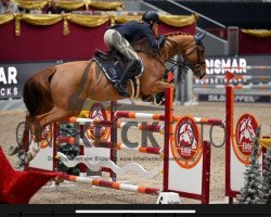 broodmare Maybe van't Paradijs (German Sport Horse, 2017, from Manchester van't Paradijs)