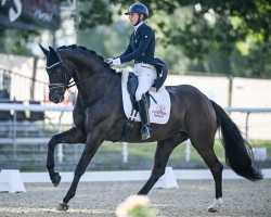 dressage horse Da Vinci L (Westphalian, 2016, from De Kooning)