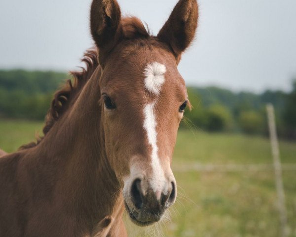horse Eskada L (Hanoverian, 2020, from Escamillo)