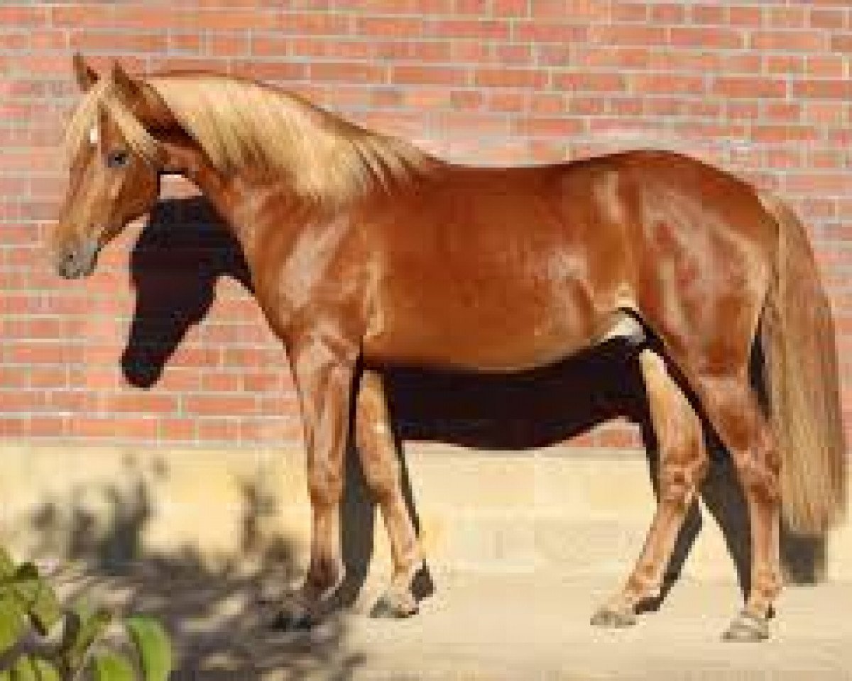 stallion Exponent (54,69% ox) (Edelbluthaflinger, 2016, from EXPERT ox)