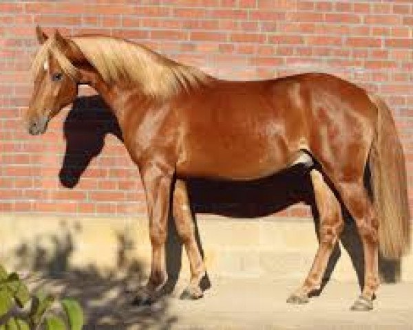 stallion Exponent (54,69% ox) (Edelbluthaflinger, 2016, from EXPERT ox)