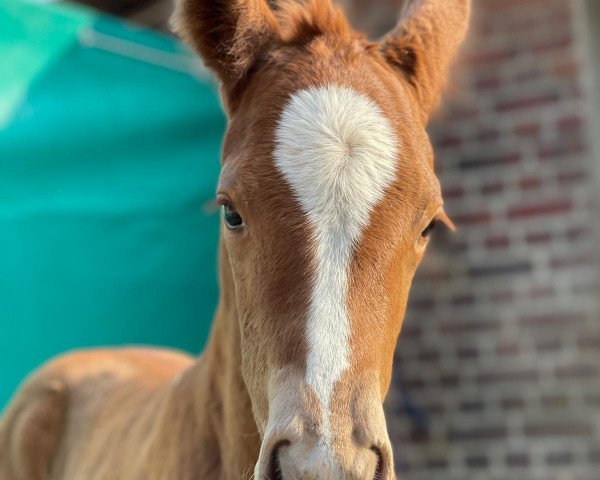 horse Diamond White July L (Hanoverian, 2021, from Dimaggio Black)