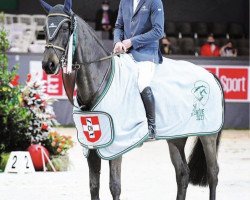Springpferd Djamila (Schweizer Warmblut, 2013, von Diarado)