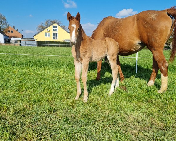 horse Darnilo L (Hanoverian, 2023, from DSP Dream Royal)