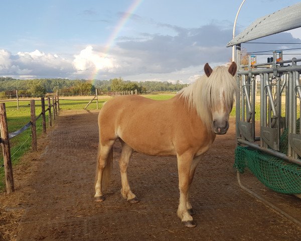 broodmare Kardischa (Edelbluthaflinger, 2004, from Amor (7,81% ox))