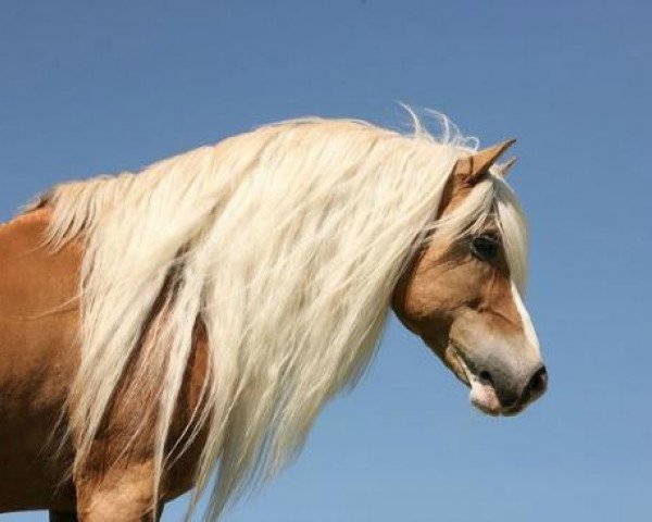 dressage horse Amor (7,81% ox) (Edelbluthaflinger, 1998, from Almbube)