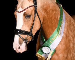 stallion Assenmachers New Jersey (German Riding Pony, 2021, from Fs Numero Uno)