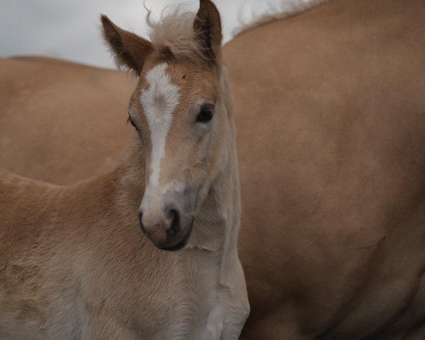 broodmare St. Dörthe Dancing L (3.520% ox) (Edelbluthaflinger, 2021, from Stalypso Haflinger)