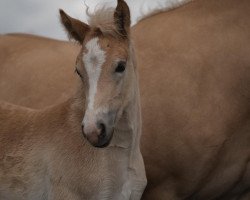Zuchtstute St. Dörthe Dancing L (3.520% ox) (Edelbluthaflinger, 2021, von Stalypso Haflinger)
