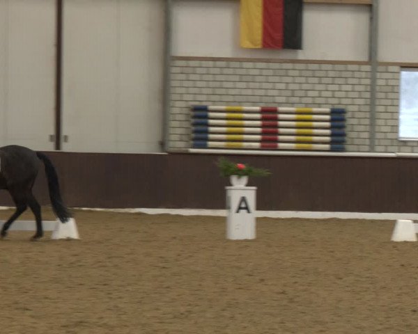 Reitturnier Bottrop-Kirchhellen 2024