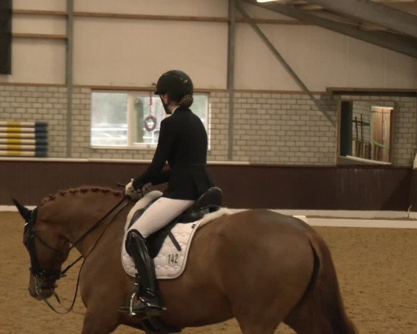Reitturnier Bottrop-Kirchhellen 2024