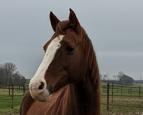 broodmare La Traviata 52 (Westphalian, 2005, from Lissabon 29)