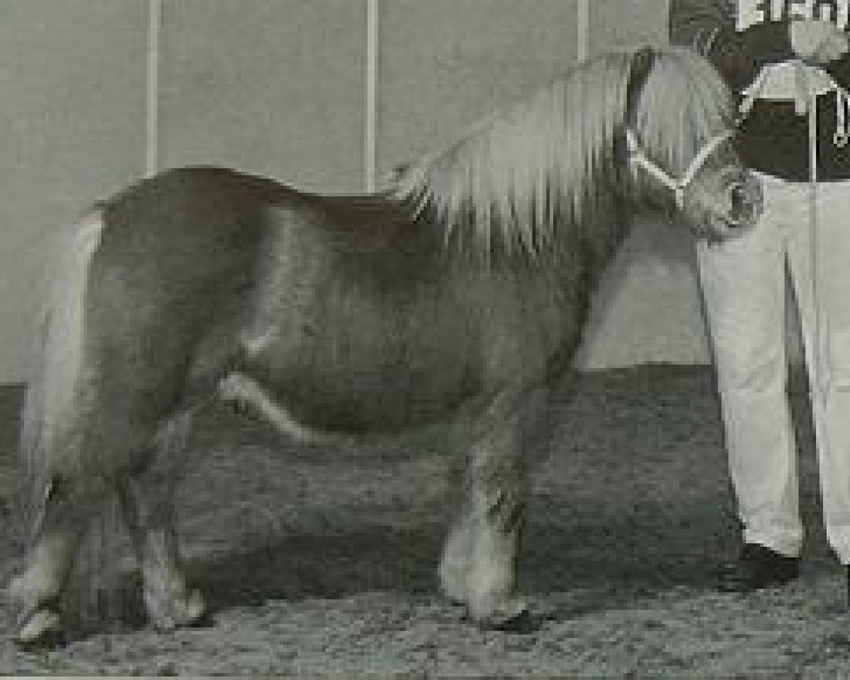 Stallion Lloyd v. Stal de Veldmaat (Shetland Pony, 1996, from Goldenboy van Wegdam)