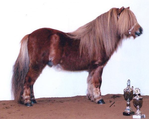 stallion Hotze van de Raven (Shetland Pony, 1993, from Donald van de Belschuur) stallion Hotze van de Raven (Shetland Pony, 1993, from Donald van de Belschuur)