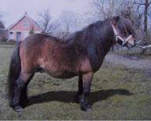 Deckhengst Donald van de Belschuur (Shetland Pony (unter 87 cm), 1989, von Parlington Pimpernell)