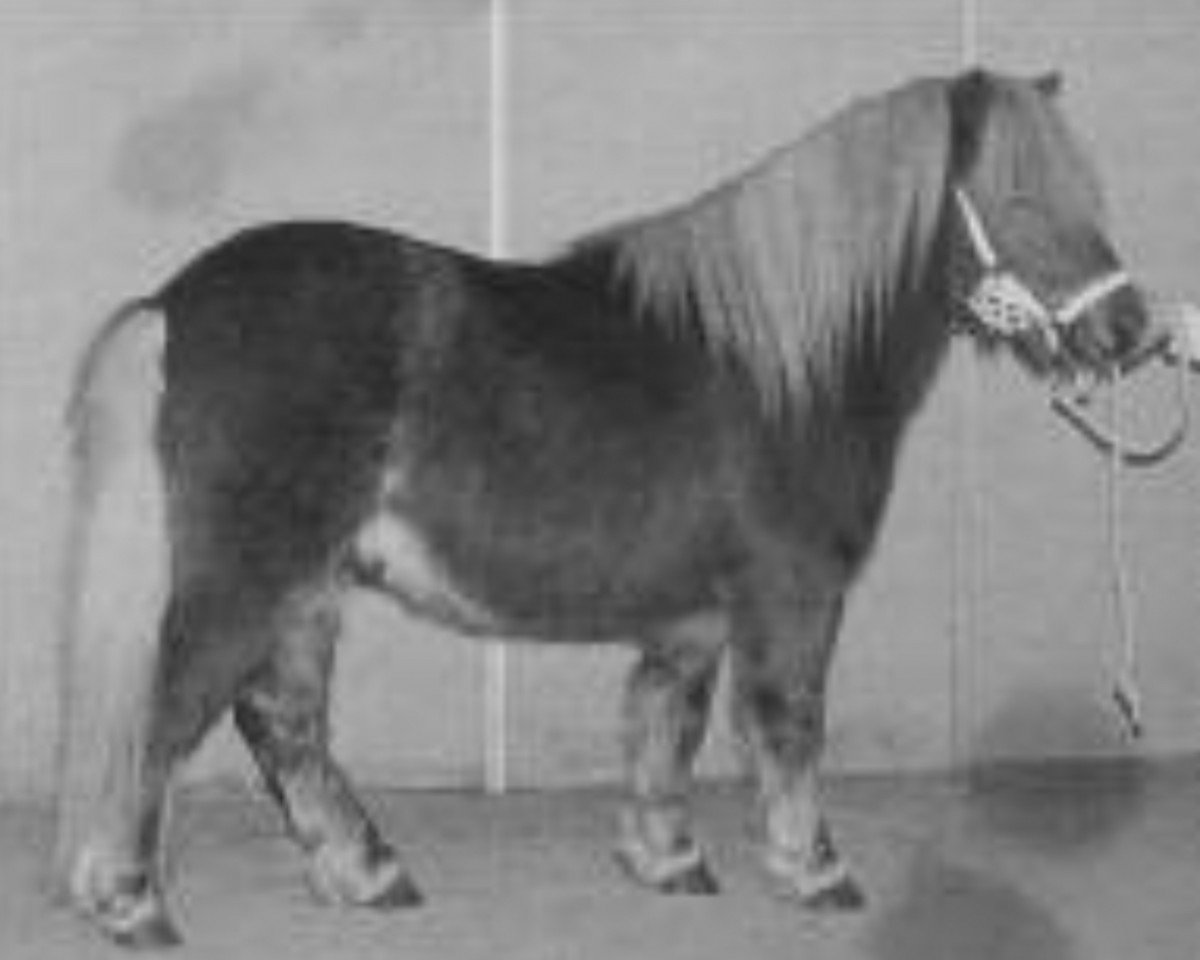 Stallion Goldenboy van Wegdam (Shetland Pony, 1992, from Parlington Pimpernell)