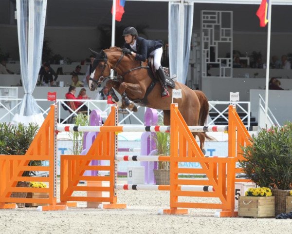 horse Excelsior Optimus Z (Zangersheide riding horse, 2020, from Ermitage Kalone)