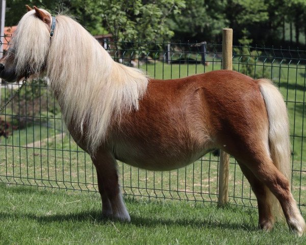Broodmare Melanie van de Appelhof (Shetland Pony, 2018, from Lloyd v. Stal de Veldmaat)