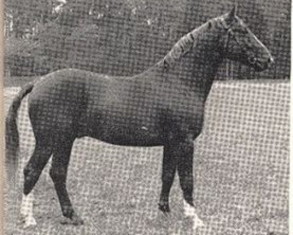 Deckhengst Assing I (Hannoveraner, 1939, von Ast) Deckhengst Assing I (Hannoveraner, 1939, von Ast)