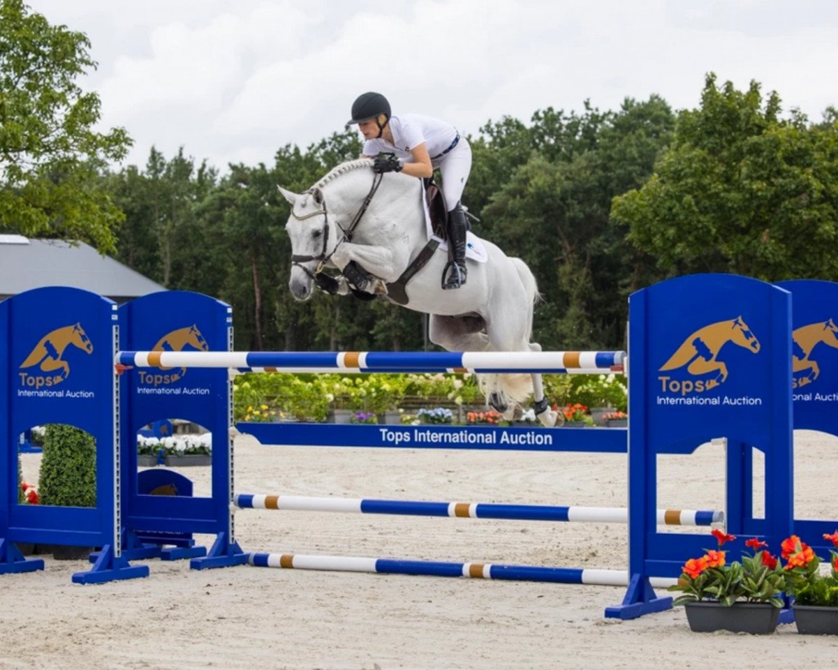 Springpferd Rolensky Mvnz (Neuseeländisches Warmblut, 2015, von Cornet Obolensky)