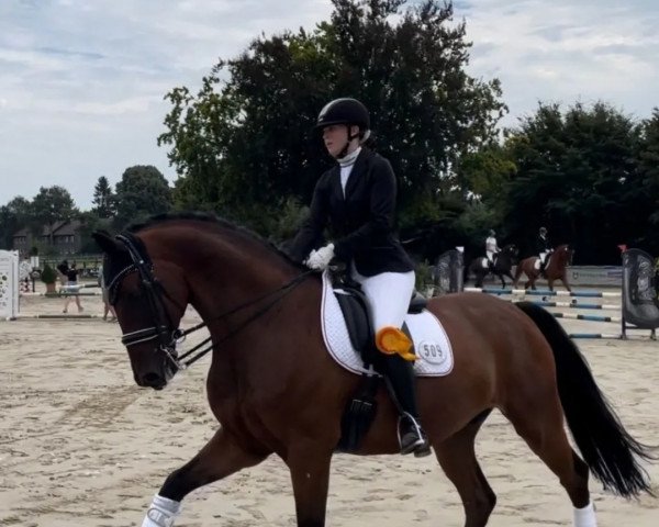 Dressurpferd Herr Von Heine (Hannoveraner, 2014, von Heinrich Heine)