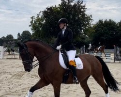 dressage horse Herr Von Heine (Hanoverian, 2014, from Heinrich Heine)