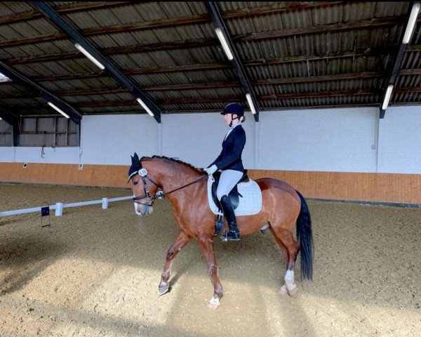 dressage horse Oakland's Don't Forget (German Riding Pony, 2009, from Holsteins Discounter)