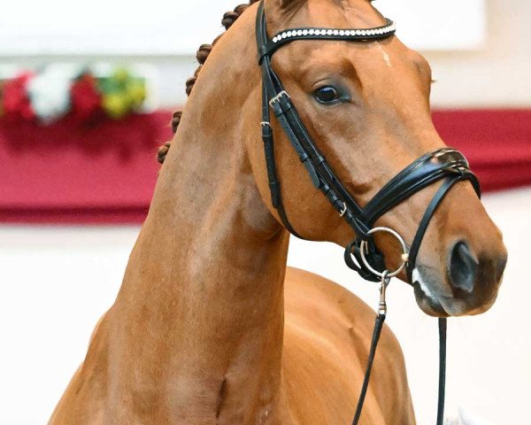 stallion Devotion (German Sport Horse, 2021, from Dynamic Dream)