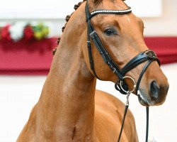 stallion Devotion (German Sport Horse, 2021, from Dynamic Dream)