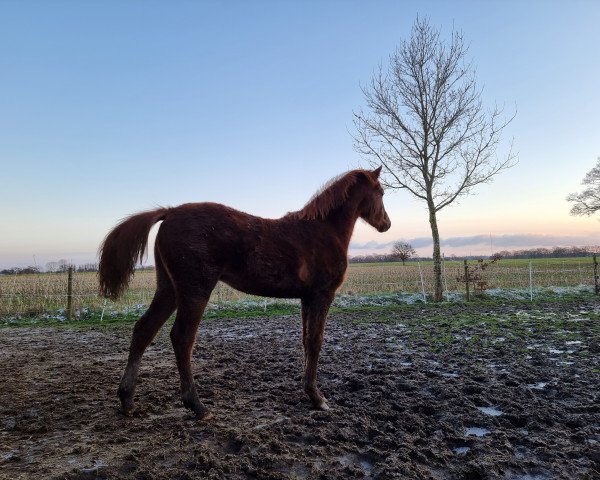 horse Venustas Crispy Dream (German Riding Pony, 2023, from Venustas Crispy Cracker)