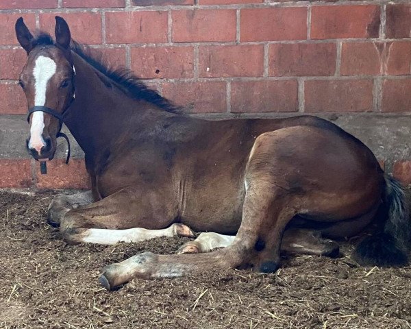 Pferd U Dance C (Belgisches Warmblut, 2020, von Ermitage Kalone)