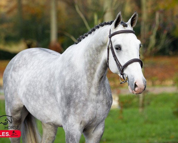 Pferd Ultimo HR (Belgisches Warmblut, 2020, von Ermitage Kalone)