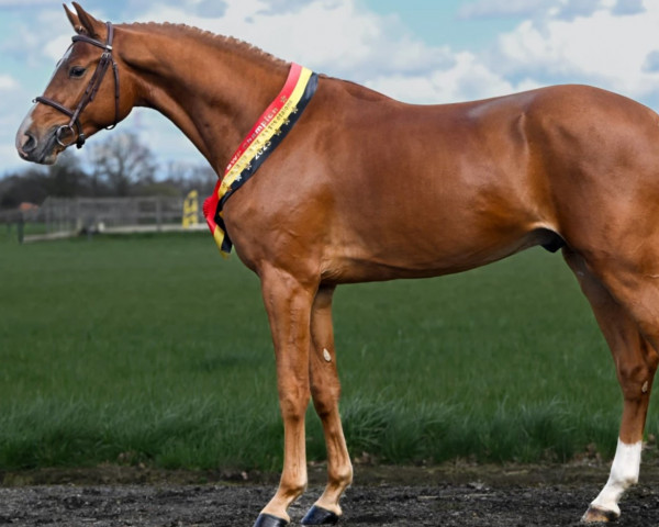 Deckhengst Ultra Star JM (Belgisches Warmblut, 2020, von Ermitage Kalone)