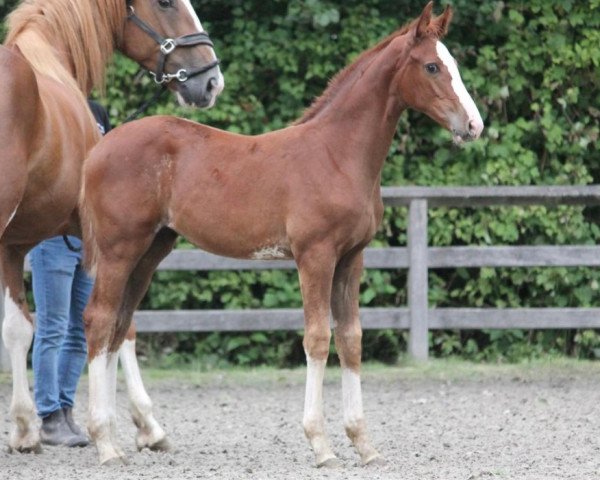 Pferd Umberta Optima (Belgisches Warmblut, 2020, von Ermitage Kalone)