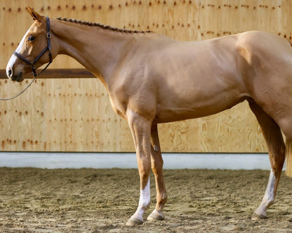 Pferd Umbrella Dwerse Hagen (Belgisches Warmblut, 2020, von Ermitage Kalone)