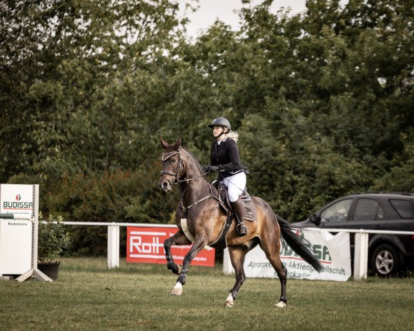jumper Cody 150 (German Sport Horse, 2017, from Cavtat PKZ)