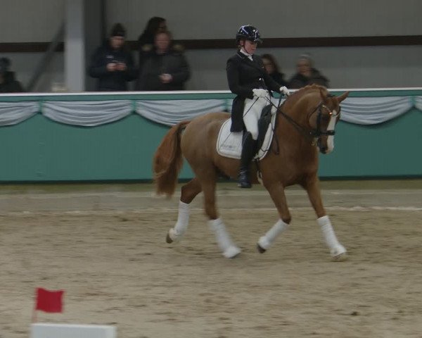 Hengstschau Gahlen 2024