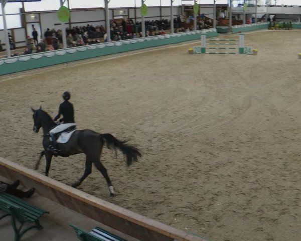 Hengstschau Gahlen 2024