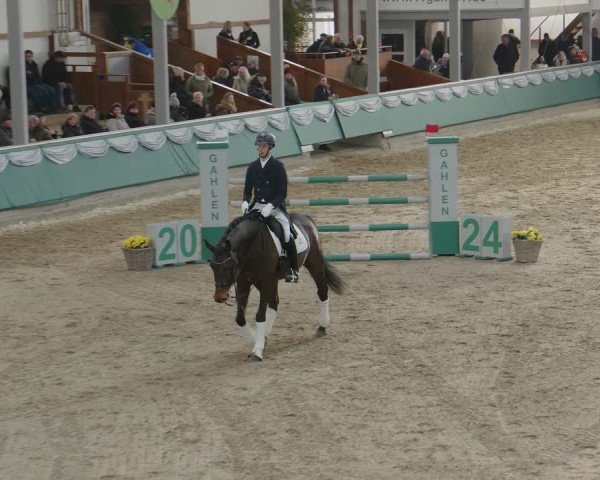 Hengstschau Gahlen 2024