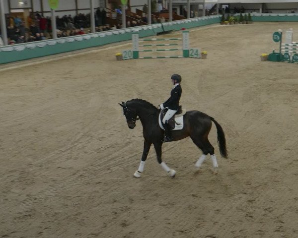 Hengstschau Gahlen 2024