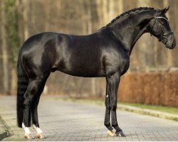 Deckhengst Fontaine TN (Hannoveraner, 2015, von Finest)