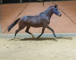 Pferd Stute von De Beau / Totilas (Westfale, 2019, von Harmony's de Beau)