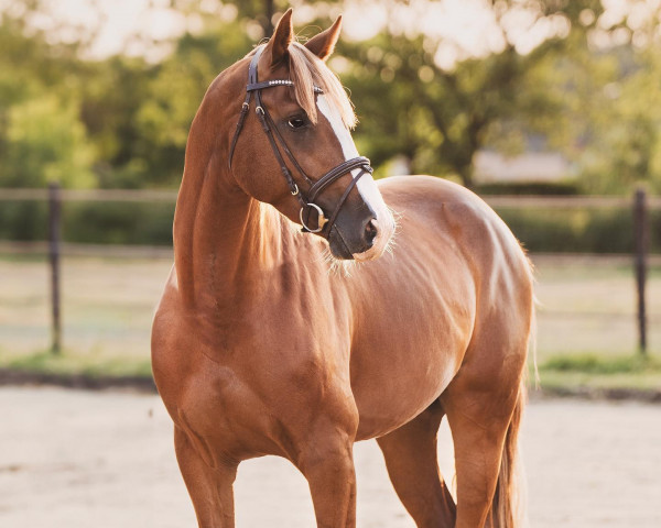 Pferd Up For Fun Jdw (Belgisches Warmblut, 2020, von Ermitage Kalone)