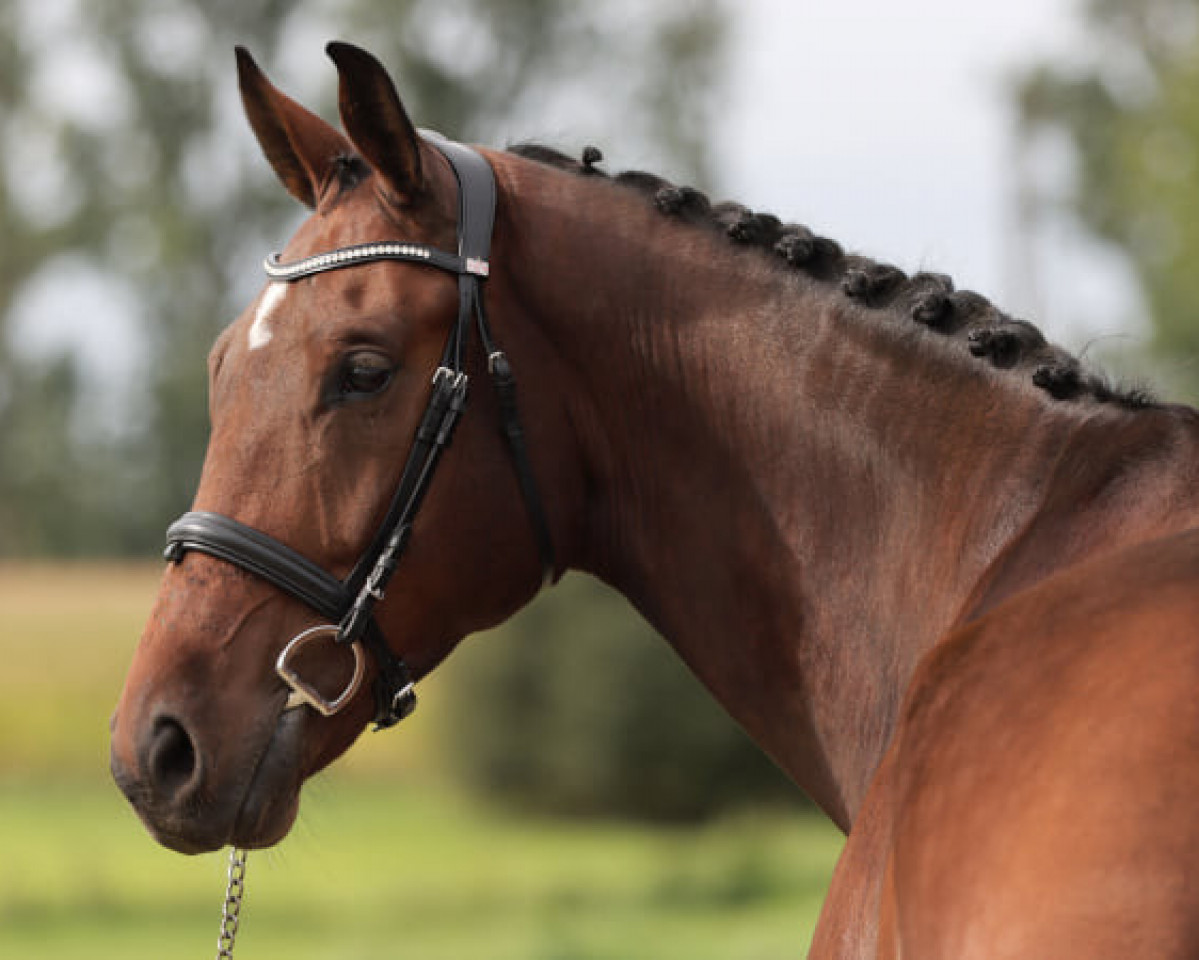 horse Prescendo (Belgian Warmblood, 2015, from Crescendo)
