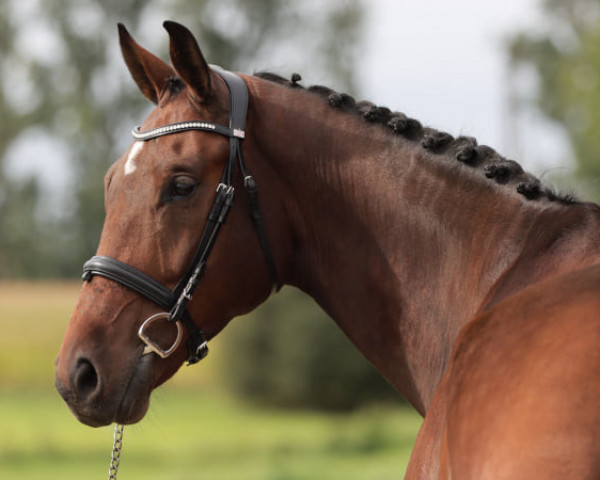 horse Prescendo (Belgian Warmblood, 2015, from Crescendo)