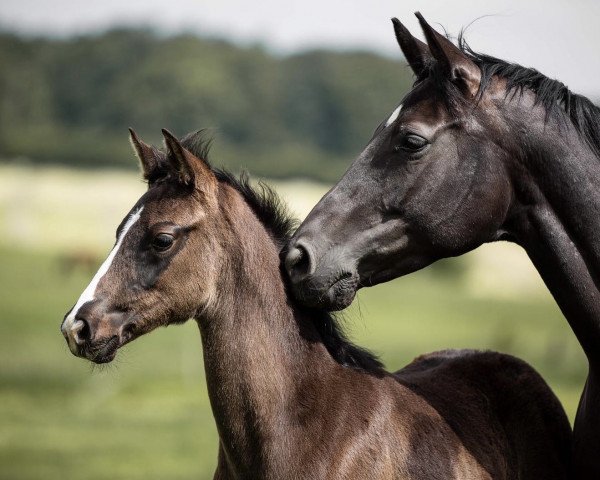 broodmare Finest Selection RN (Trakehner, 2021, from Imperio 3)